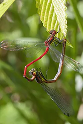 Łunica czerwona (Pyrrhosoma nymphula)