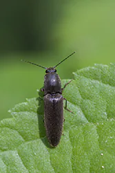  (Athous haemorrhoidalis)