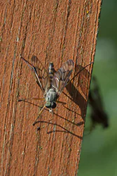 Downlooker Snipefly (Rhagio scolopaceus)