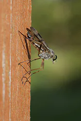 Downlooker Snipefly (Rhagio scolopaceus)