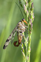 Wojsiłka pospolita (Panorpa communis)