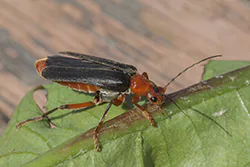  (Cantharis livida)