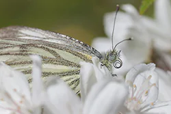 Green-veined White (Pieris napi)