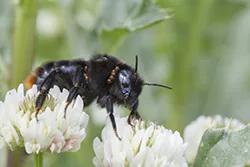 Red-tailed Bumblebee (Bombus lapidarius)