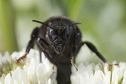 Red-tailed Bumblebee (Bombus lapidarius)