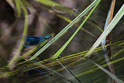 Świtezianka błyszcząca (Calopteryx splendens)