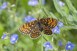 Heath Fritillary (Melitaea athalia)