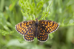 Heath Fritillary (Melitaea athalia)