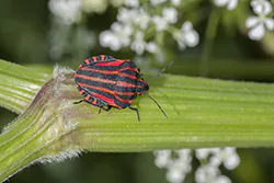  (Graphosoma lineatum)
