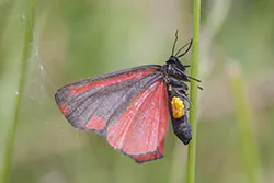 Proporzyca marzymłódka (Tyria jacobaeae)