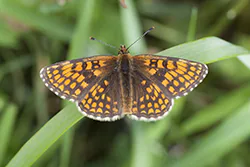 Heath Fritillary (Melitaea athalia)