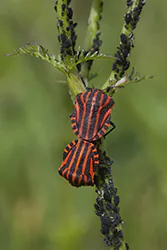  (Graphosoma lineatum)