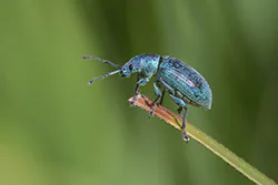  (Phyllobius sp)