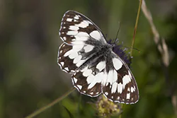 Polowiec szachownica (Melanargia galathea)