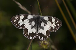Polowiec szachownica (Melanargia galathea)
