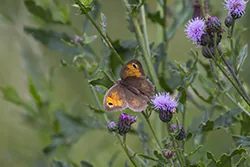 Meadow Brown (Maniola jurtina)