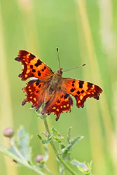 Rusałka ceik (Polygonia c-album)