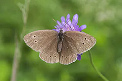 Przestrojnik trawnik (Aphantopus hyperantus)