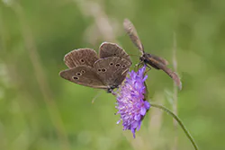 Przestrojnik trawnik (Aphantopus hyperantus)