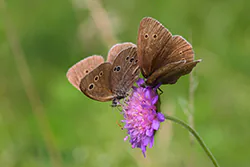 Przestrojnik trawnik (Aphantopus hyperantus)