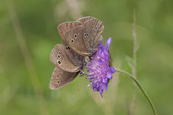 Przestrojnik trawnik (Aphantopus hyperantus)