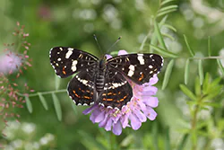 Rusałka kratkowiec (Araschnia levana)