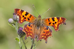 Rusałka ceik (Polygonia c-album)