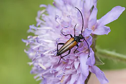  (Stenurella melanura)