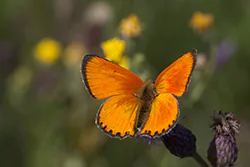 Czerwończyk dukacik (Lycaena virgaureae)