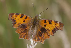 Rusałka ceik (Polygonia c-album)