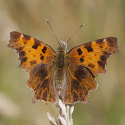 Rusałka ceik (Polygonia c-album)