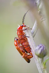 Common Red Soldier Beetle (Rhagonycha fulva)