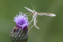 Piórolotek zwyczajny (Emmelina monodactyla)