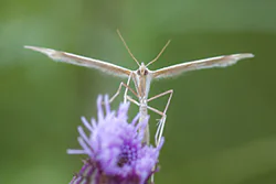 Piórolotek zwyczajny (Emmelina monodactyla)