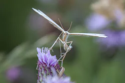 Piórolotek zwyczajny (Emmelina monodactyla)