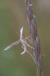 Piórolotek zwyczajny (Emmelina monodactyla)