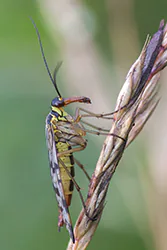 Wojsiłka pospolita (Panorpa communis)