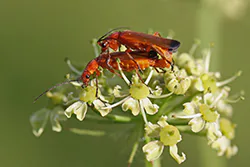 Common Red Soldier Beetle (Rhagonycha fulva)