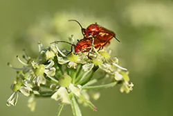 Common Red Soldier Beetle (Rhagonycha fulva)