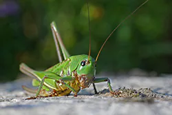 Łatczyn brodawnik (Decticus verrucivorus)