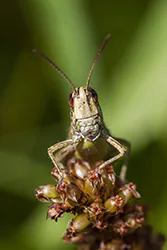 Konik ciepluszek (Chorthippus apricarius)