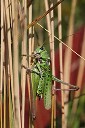 Łatczyn brodawnik (Decticus verrucivorus)