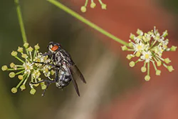 Common Flesh Fly (Sarcophaga carnaria)