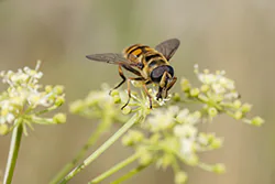 Drone Fly (Eristalis tenax)