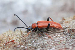 Red-brown Longhorn Beetle (Leptura rubra)