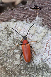 Red-brown Longhorn Beetle (Leptura rubra)