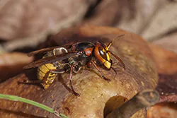 Szerszeń (Vespa crabro)