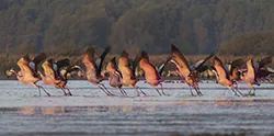 Żuraw (Grus grus)