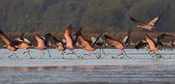Żuraw (Grus grus)