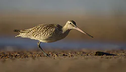 Szlamnik (Limosa lapponica)